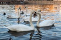 Couple of white swans at sunset Royalty Free Stock Photo