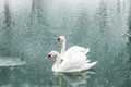 Couple of white swans swim in the winter lake water Royalty Free Stock Photo