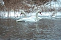 Couple of white swans swimming in cold water in winter time Royalty Free Stock Photo