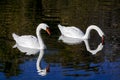 Couple of white swans Royalty Free Stock Photo