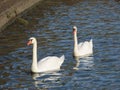 Couple white swans Royalty Free Stock Photo