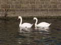 Couple white swans Royalty Free Stock Photo