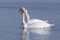 Couple of white swans swimming in a river Royalty Free Stock Photo