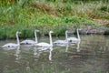 Couple white swans swimming with young cygnets on the river in Finland at summer Royalty Free Stock Photo