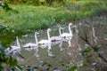 Couple white swans swimming with young cygnets on the river in Finland at summer Royalty Free Stock Photo