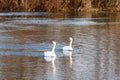 Couple of white swans on the water surface of the river Royalty Free Stock Photo