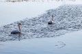 Couple of white swans on the water surface of the river Royalty Free Stock Photo