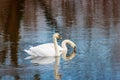 Couple of white swans on the water surface of the river Royalty Free Stock Photo