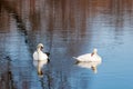 Couple of white swans on the water surface of the river Royalty Free Stock Photo