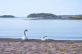 Couple of white swans on a wet sandy beach. Royalty Free Stock Photo