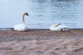 Couple of white swans on a wet sandy beach. Royalty Free Stock Photo