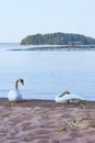 Couple of white swans on a wet sandy beach. Royalty Free Stock Photo