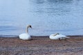 Couple of white swans on a wet sandy beach. Royalty Free Stock Photo