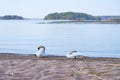 Couple of white swans on a wet sandy beach. Royalty Free Stock Photo