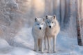 couple of white wolfs in the winter forest Royalty Free Stock Photo