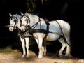 Couple of white work horses with harness hitched to a wagon