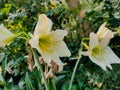 Couple of white yellow Lilly in my garden