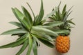 Couple whole pineapple tropical fruit or ananas isolated on white background. Top view whole ananas with leaves. Yellow orange Royalty Free Stock Photo