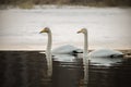 Couple of whooper swans