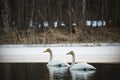 Couple of whooper swans