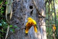 Guaruba guarouba - Yellow Brazilian parrot Royalty Free Stock Photo