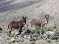 Simply Adorable, wildlife, donkeys, wild burros