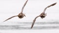 Couple of wild ducks flying Royalty Free Stock Photo