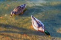 A couple of wild ducks swim in the lake in Ciutadella Park in Barcelona, Spain Royalty Free Stock Photo
