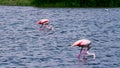 Couple of wild flamingos eating in Spain