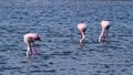 Couple of wild flamingos eating in Spain