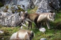 Couple of wild foxes sharing a bird carcass on a rocky landscape at Svalbard, Norway