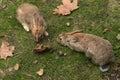 Couple of wild hares on the grass among leaves