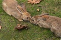 Couple of wild hares kissing on grass. Hares lie nose to nose