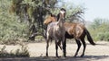Two Horses -wildwest animals desert-