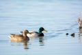 Couple wild mallard ducks Royalty Free Stock Photo