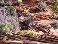 A couple of wild Mountain Goats, Royalty Free Stock Photo