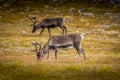 Couple of wild reindeer in the tundra of Knivskjellodden,  Norway Royalty Free Stock Photo