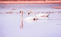 A couple of wild white swans in the natural reserve in the Canton of Zurich in Switzerland, shot with analogue film photography - Royalty Free Stock Photo