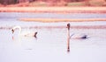 A couple of wild white swans in the natural reserve in the Canton of Zurich in Switzerland, shot with analogue film photography - Royalty Free Stock Photo