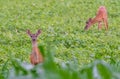 Pair of whitetail deer eating in field Royalty Free Stock Photo