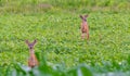 Pair of whitetail deer standing in farm field Royalty Free Stock Photo