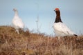 Willow Ptarmigan - lagopus lagopus - couple Royalty Free Stock Photo