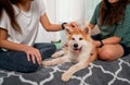 Couple women enjoy to play with dog at home together and sometimes they pat to fur of the dog. Concept of people love animal and Royalty Free Stock Photo