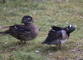 Couple wood duck