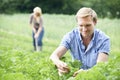 Couple Working In Field On Organic Farm Royalty Free Stock Photo