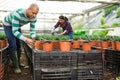 couple working together in greenhouse farm