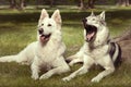 Couple of yawning gray wolfdog and swiss white shepheard in spring park