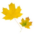 Couple yellow autumn maple leaf isolated on white background Royalty Free Stock Photo