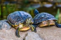 Couple of yellow bellied cumberland slider turtles at the shore, front and rear view, tropical reptile specie from America