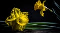 a couple of yellow flowers sitting on top of a wooden table next to a black background and a green leafy plant in the foreground Royalty Free Stock Photo